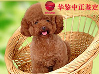 沈阳狗类动物鉴定