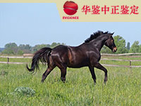 沈阳马类动物鉴定