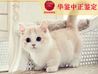 沈阳猫类动物鉴定