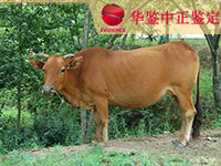 沈阳牛类动物鉴定