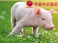 沈阳猪类动物鉴定